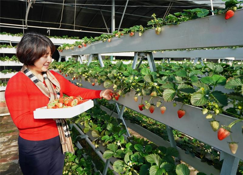 大棚草莓补光最佳方法,草莓生长用什么灯补光