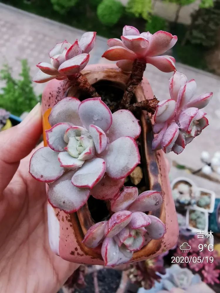 养多肉的人生感悟,人生如同养花