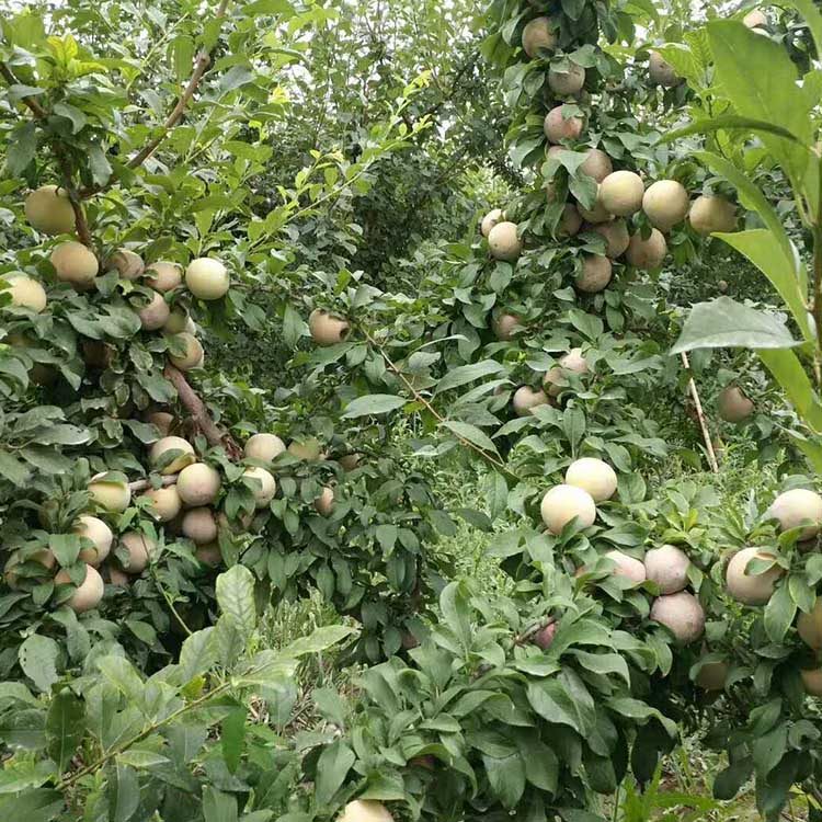 一亩恐龙蛋多少钱,树上结了好多恐龙蛋