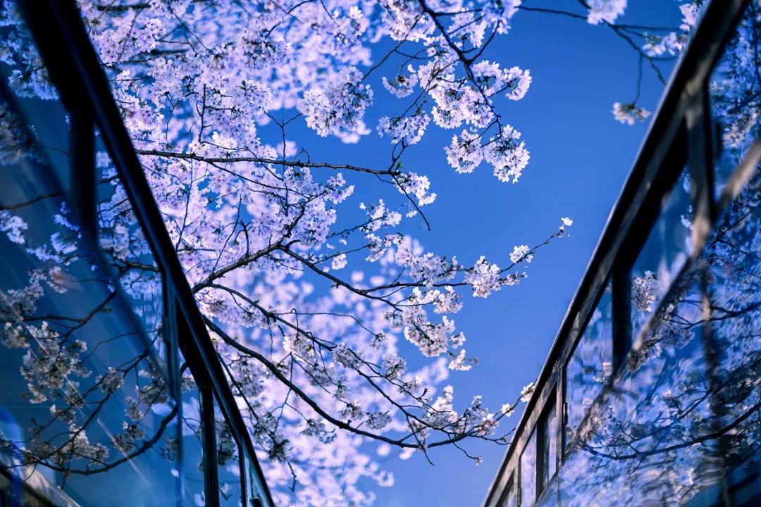 小众赏樱胜地,魔都赏樱旅游攻略