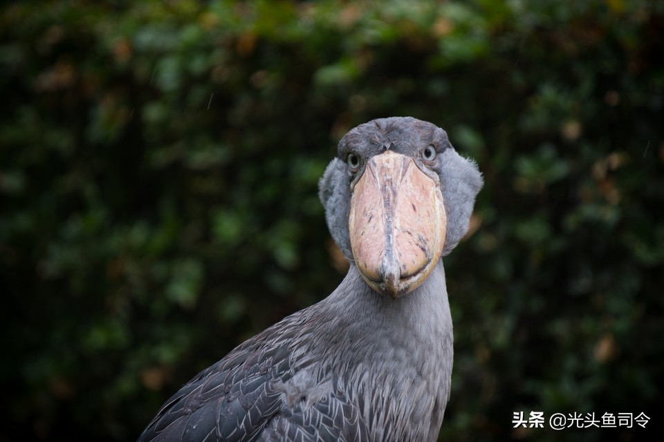 鳄鱼那么凶猛为什么不灭绝鳄鱼,鳄鱼的天敌和鳄鱼的种类谁最强