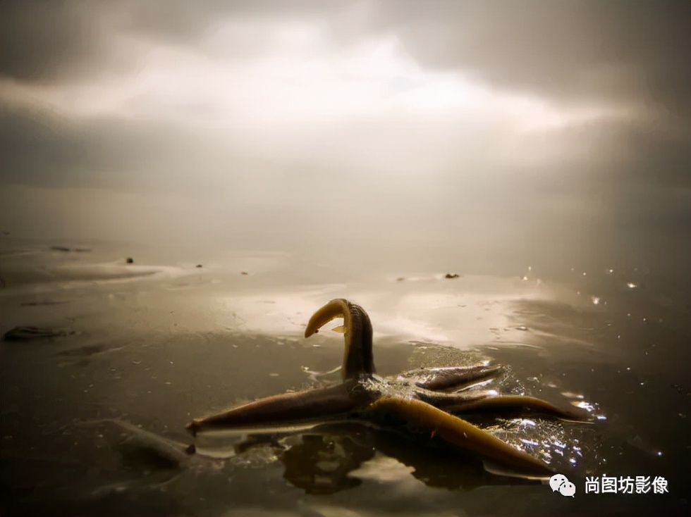 国际摄影展获奖作品,国际摄影获奖作品欣赏第88期