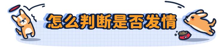 狗狗第一次来月经怕被拱了,狗狗第一次来姨妈吐了
