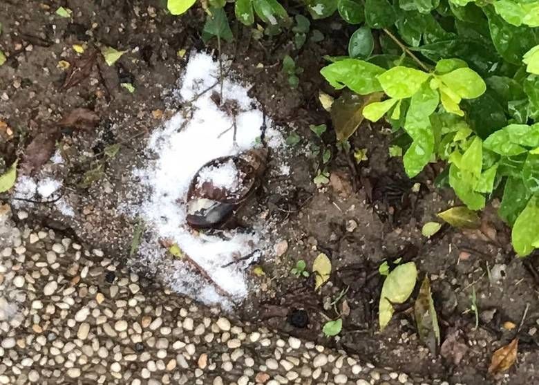 香港博士撒盐杀死蜗牛后续,香港博士生因撒盐杀害蜗牛后续