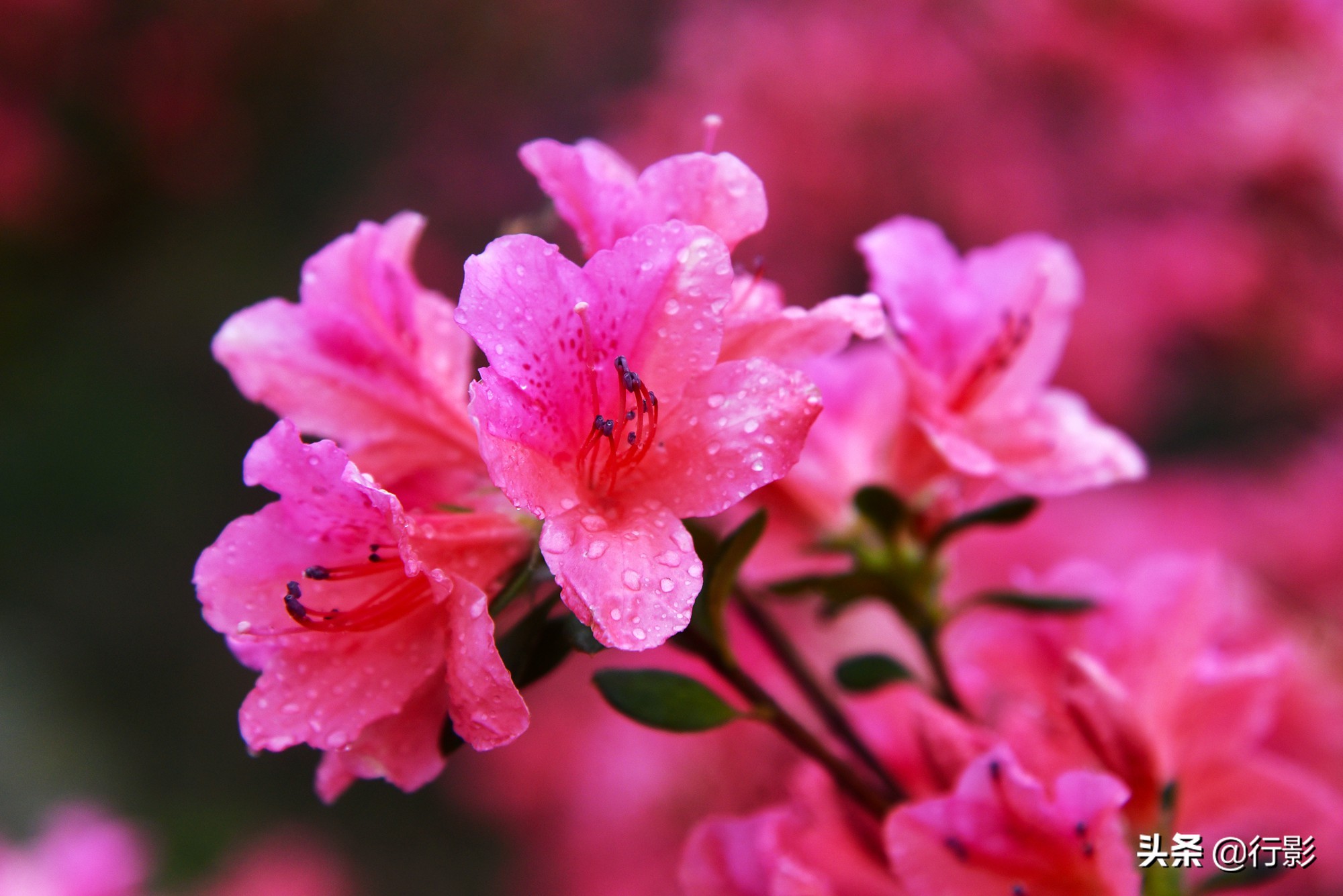 云雾山武汉,武汉汉口北打卡网红景点