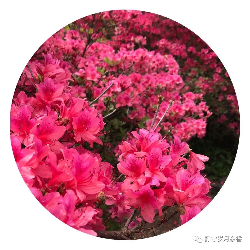 情满龟峰·诗涌花海