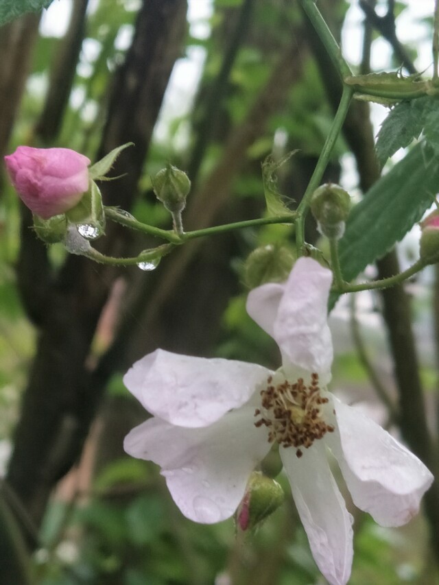 野外的石头能捡回家吗,野外的水烧开了能喝吗