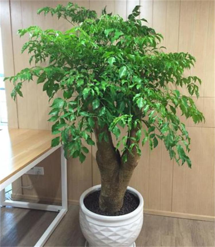 富贵树养殖方法与注意事项,富贵树的养殖方法和注意事项盆栽