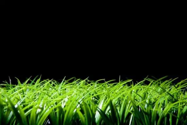 底下的毛毛,有着不可描述的作用!