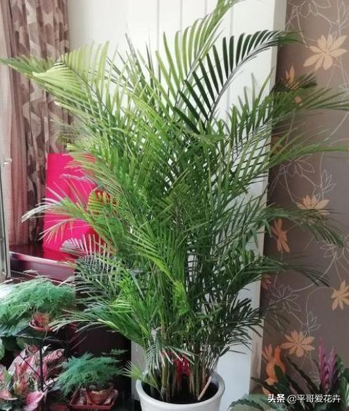 植物降温用什么药,植物降温