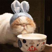 撸猫时千万要注意猫咪这四个动作,撸猫产生静电对猫有影响吗