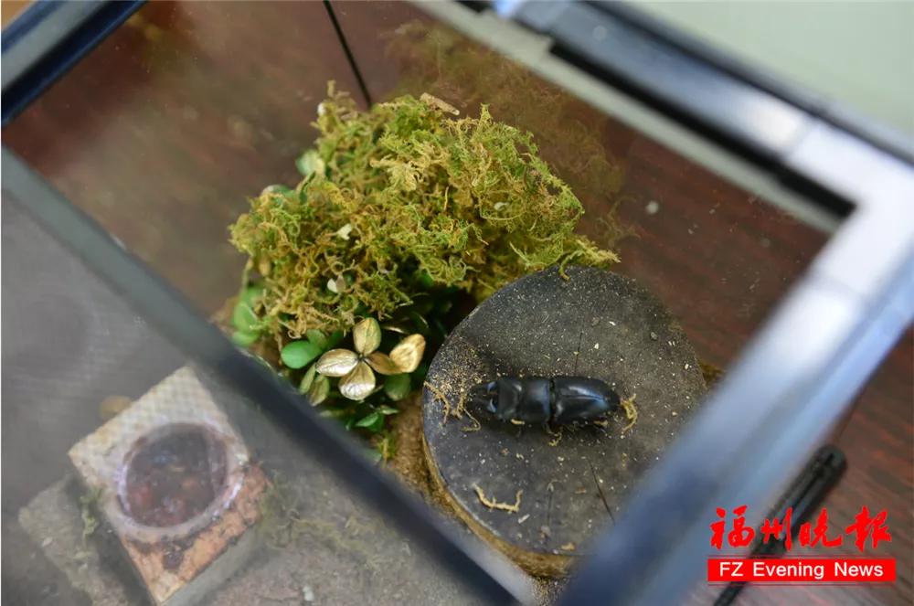 福州教院二附小晋安校区,福州教育学院二附小晋安校区揭牌