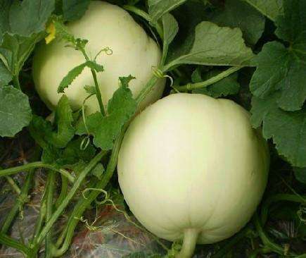 甜瓜裂果补救,露地甜瓜裂果原因和解决办法