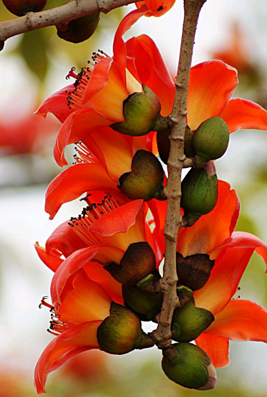 绿化带常见植物名称及图片,100种绿化带或路边常见的花草