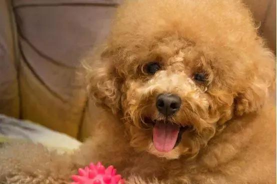 泰迪犬怎么训练十大基础动作,怎样训练泰迪犬的最好方法