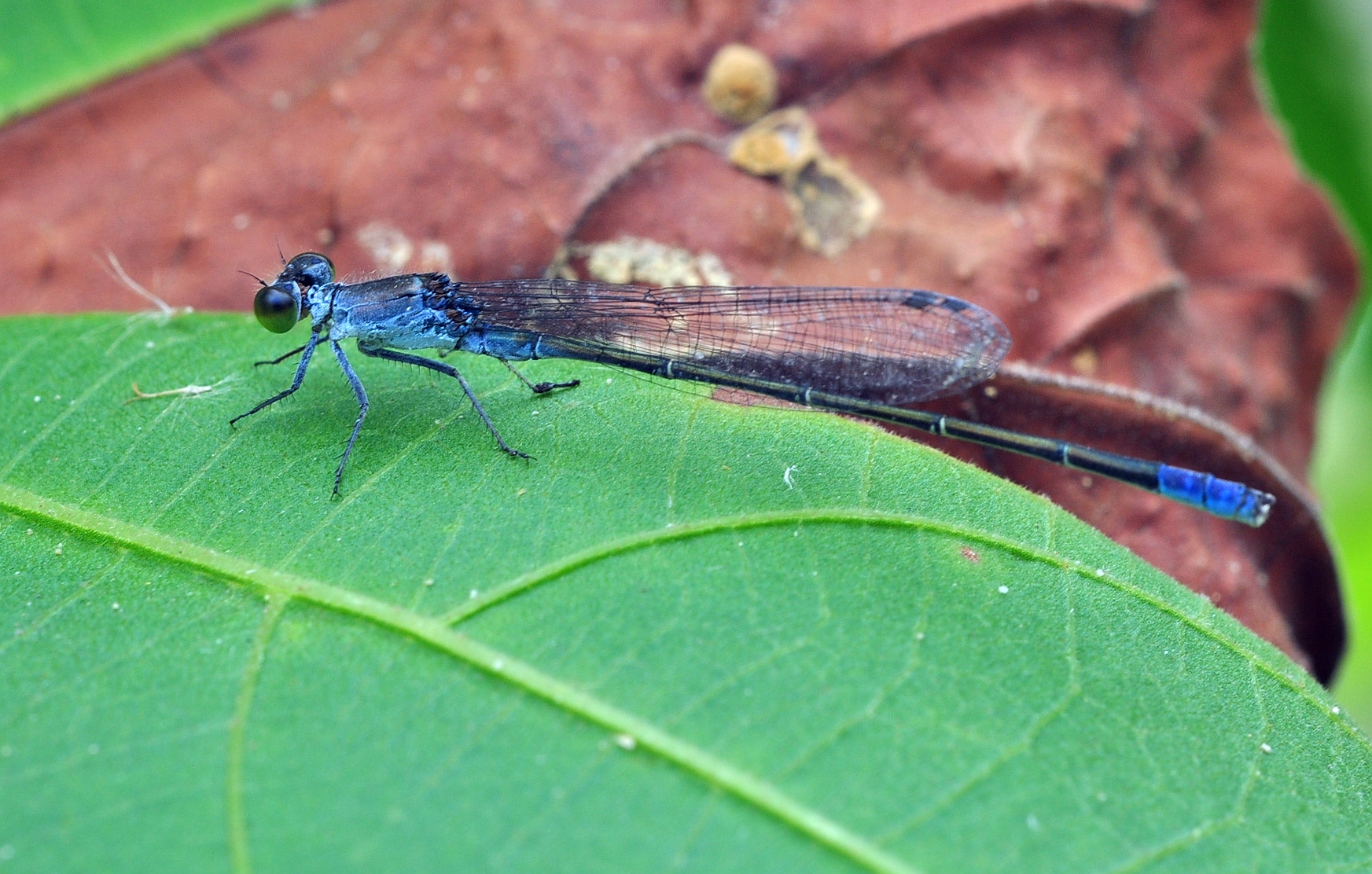 我的情结图片大全,我的思乡情结