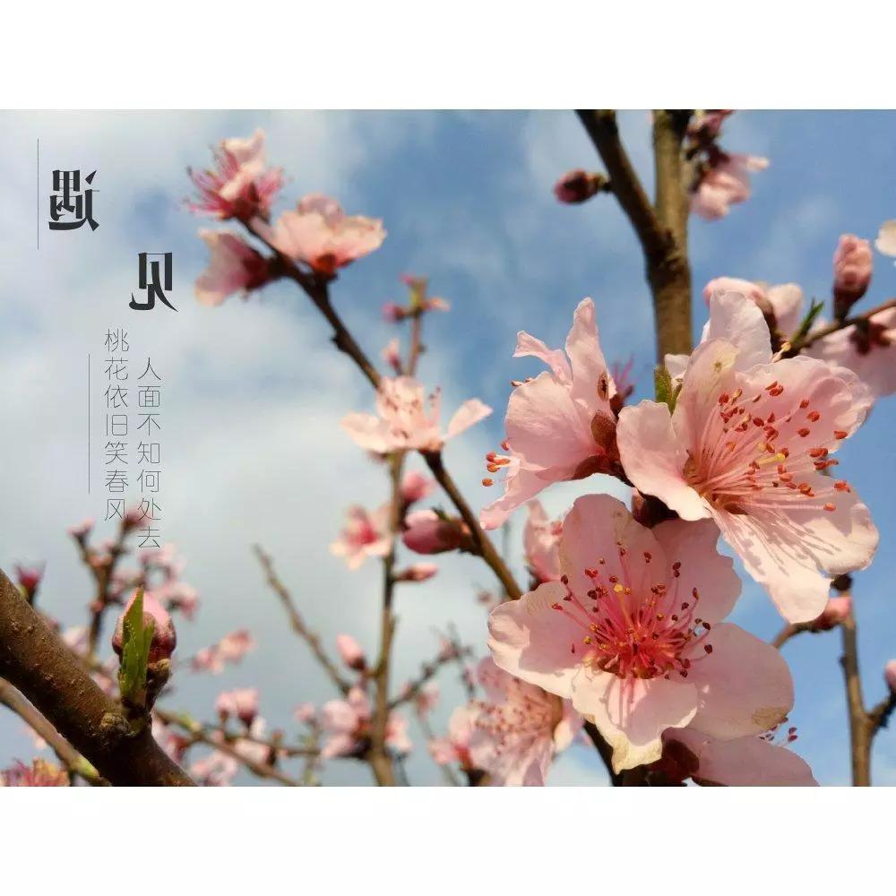 爱情的古风诗句山有木兮木有枝,美到令人窒息的暗恋古诗词