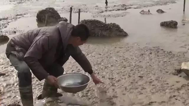 如何捕鱼跳跳鱼,野生跳跳鱼养殖
