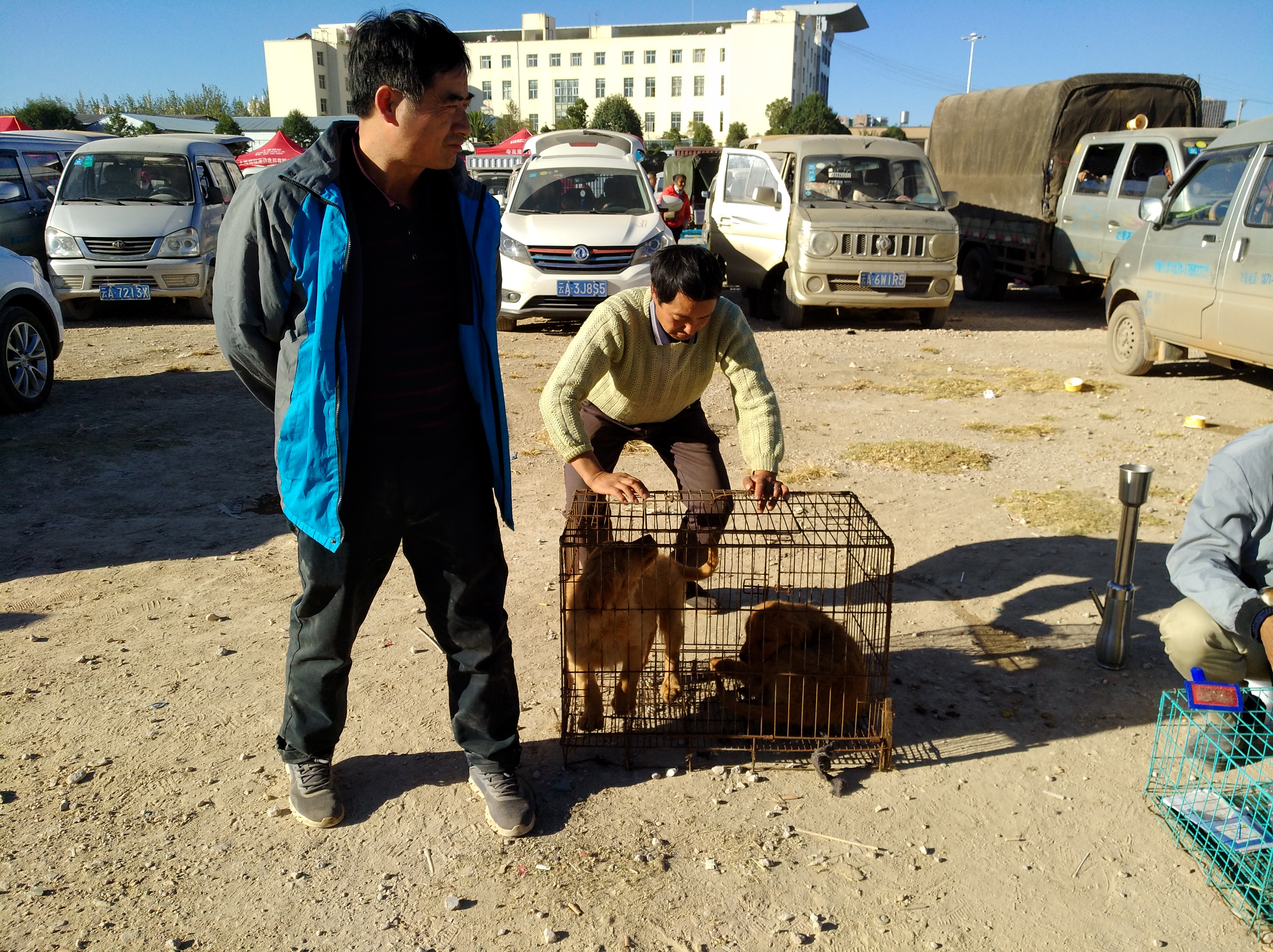 小金毛狗市场300块钱买得到吗,狗市场买只金毛