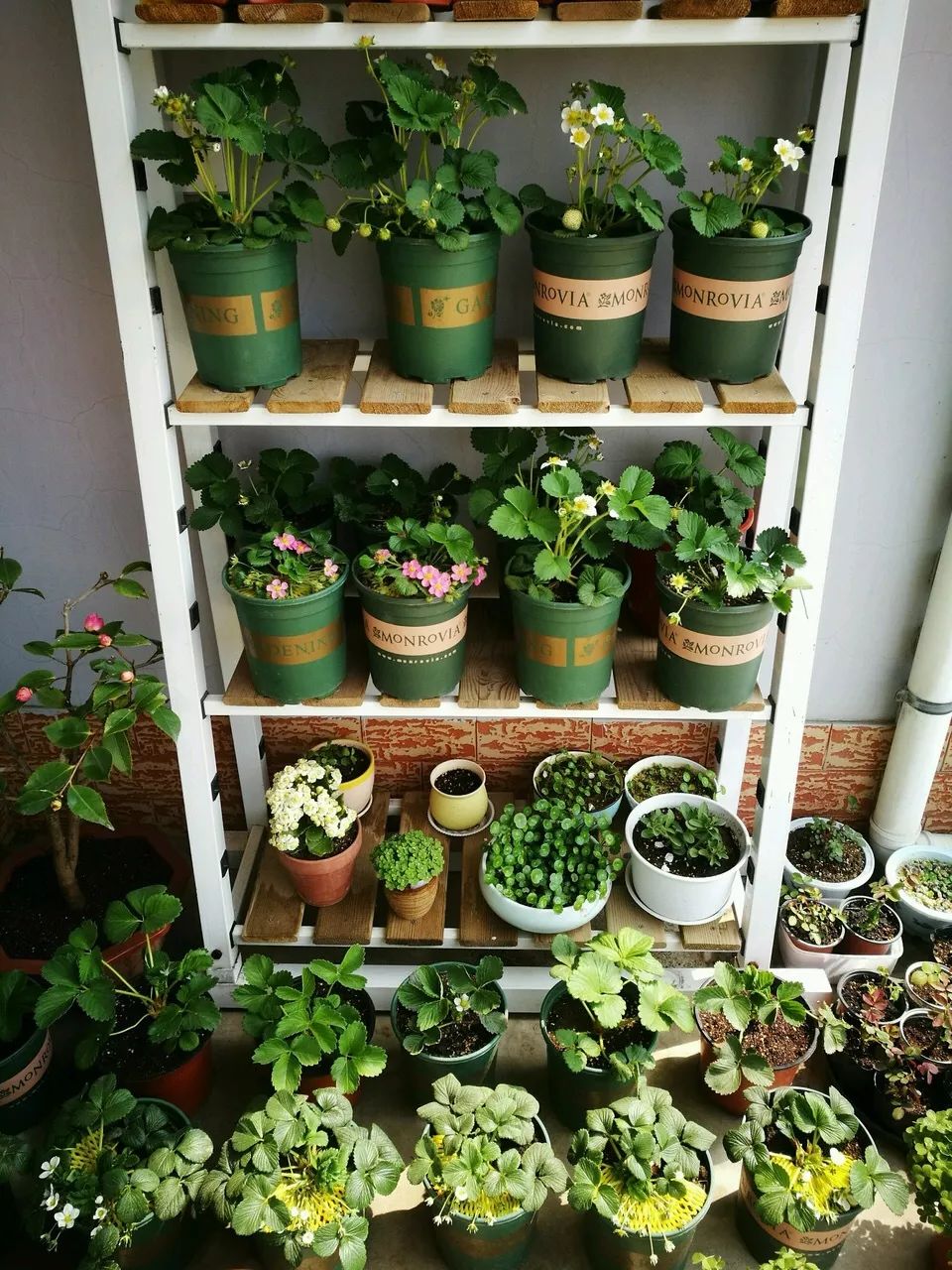 三分钟就能完成的盆栽土壤杀菌方法，最适合家庭园艺使用