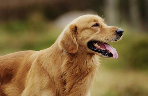 如何让金毛喜欢你,如何让金毛狗狗对你死心塌地