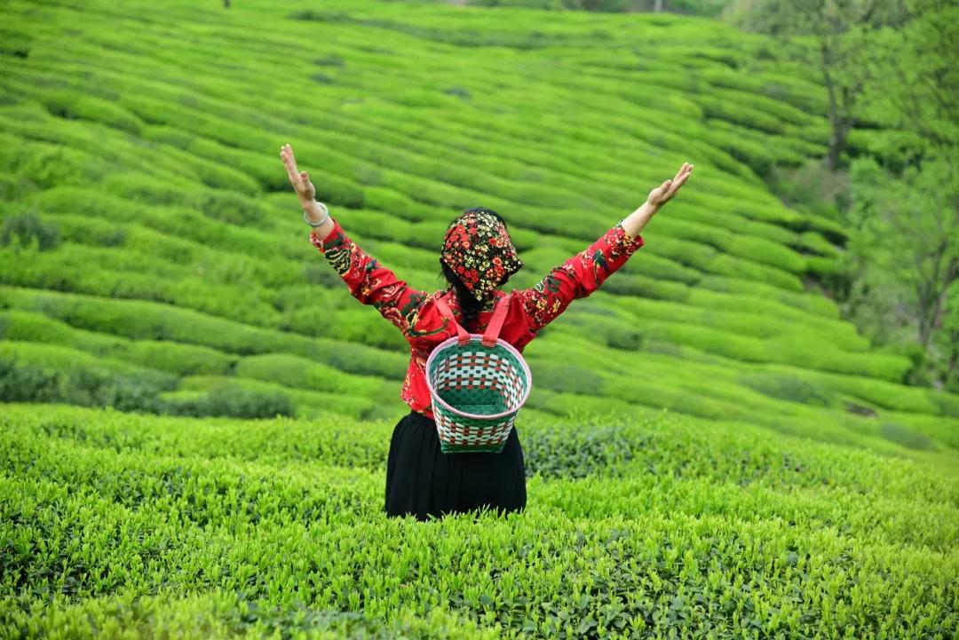 安徽春天美丽的视频,安徽美丽的春天