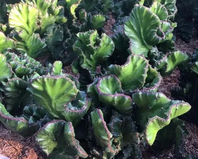 霸气侧漏的多肉植物,霸气的多肉