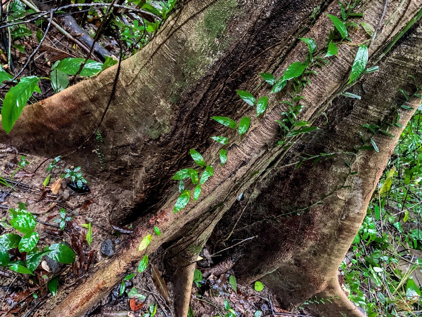 呀诺达雨林探险是什么,三亚呀诺达雨林正规吗
