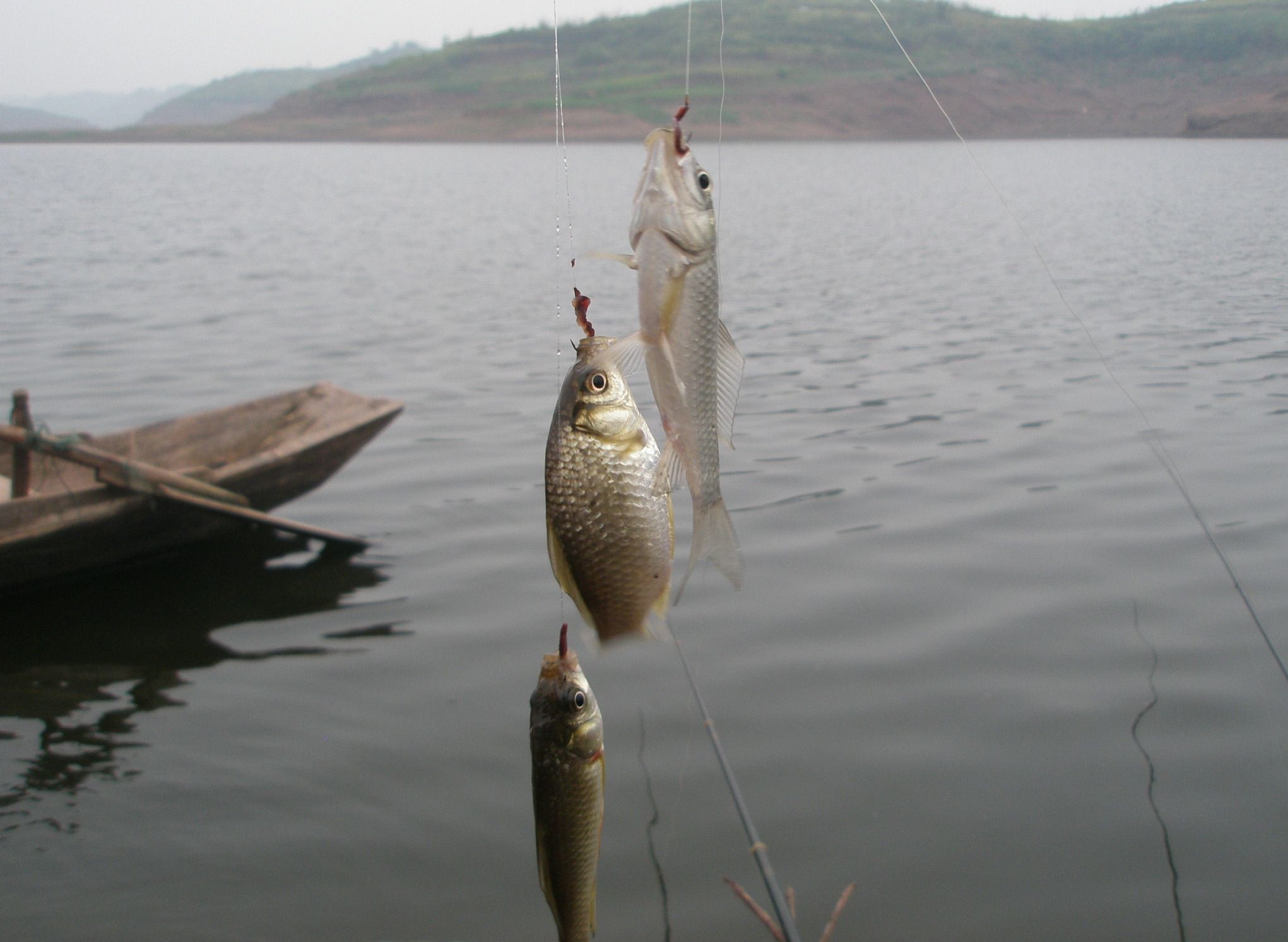 钓鱼用红虫会得病？胡说八道！真正的“害处”不在这