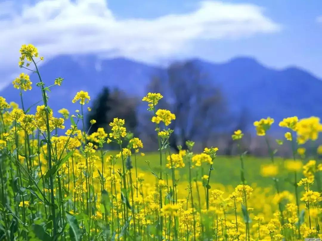 身份证410、411、412开头的，去了郑州就等于去了全世界