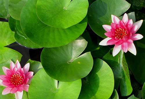 形容很多人知道且朗朗上口的成语,形容一个人能演示不同风格的成语