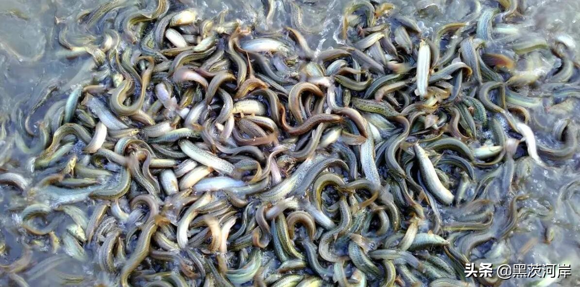 免费泥鳅养殖技术学习,室内泥鳅无土养殖技术