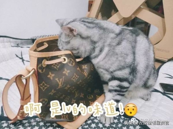 非常好看的宠物包,大家的包都带什么玩偶