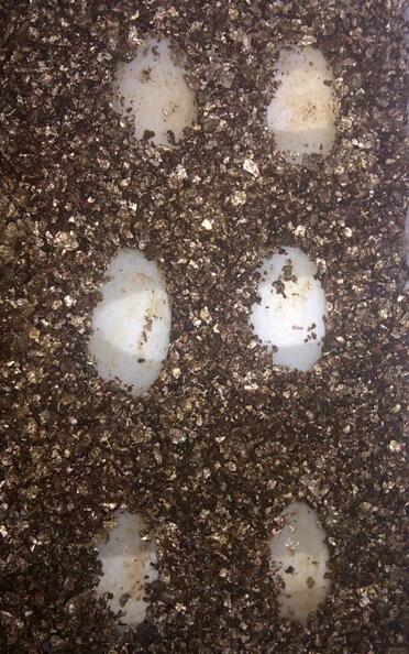 刚破壳的小乌龟怎样分雌雄,乌龟怎么分辨公母小草龟