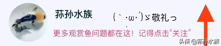 斗鱼是如何繁衍后代的,斗鱼战士怎么繁衍后代