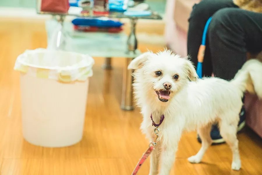 救流浪狗的真实记录,一外国人来中国救助流浪狗