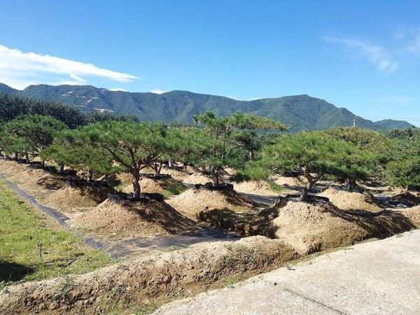 苗价格最新行情,哪4种东西将迎来涨价