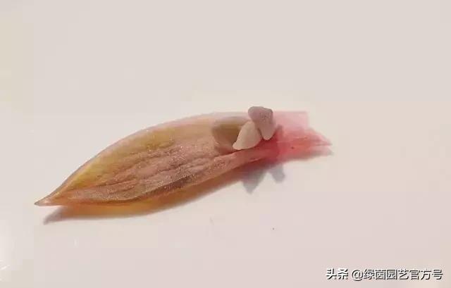 多肉开花怎么办呢,多肉开花的原因和解决方法