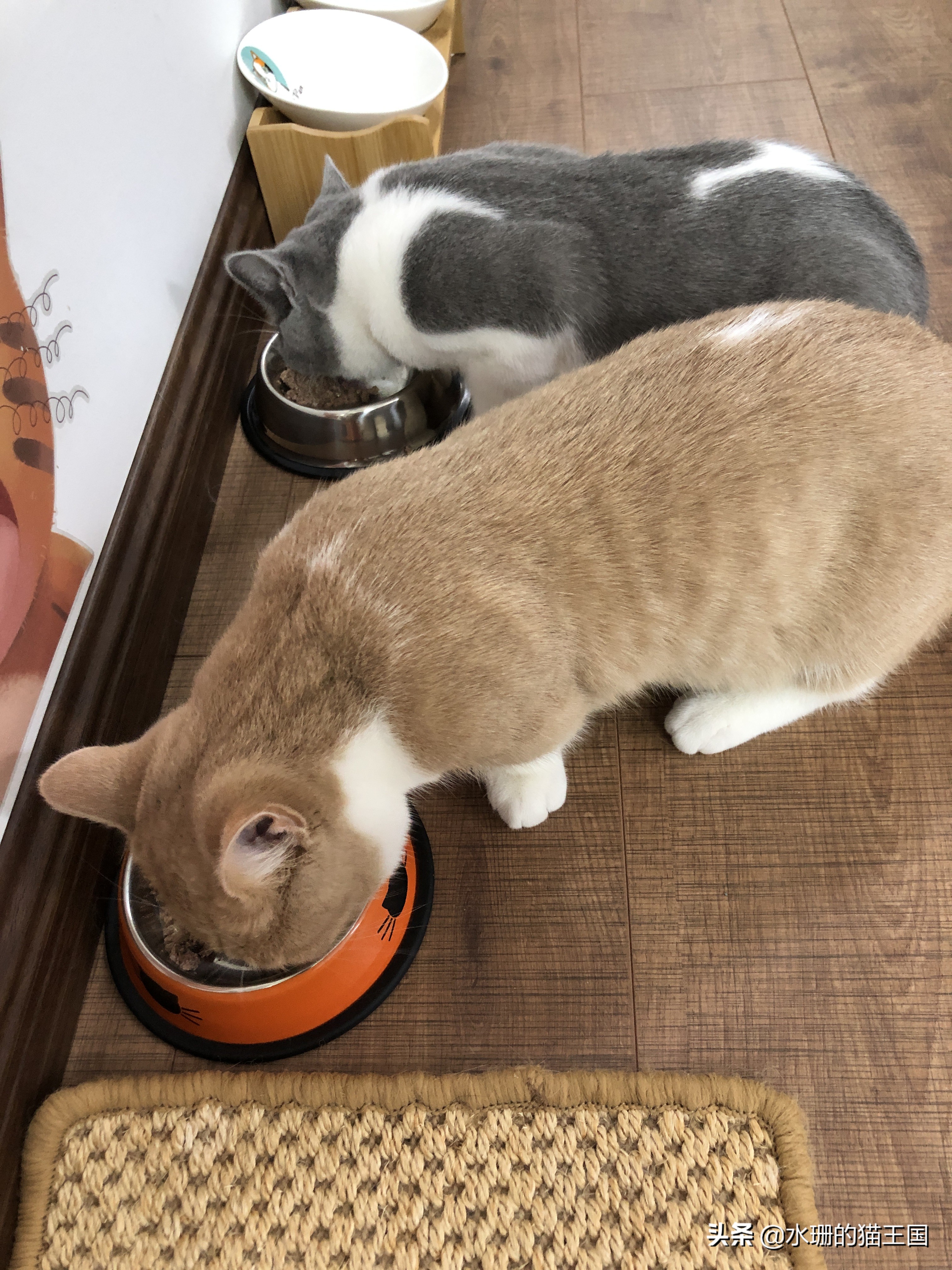 猫咪腹泻日常怎么办,猫咪腹泻紧急处理办法视频