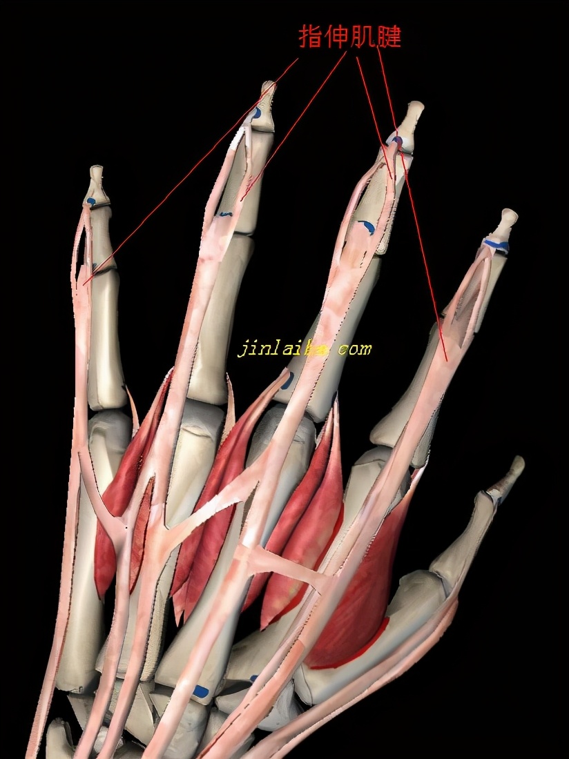手指肌腱康复训练100个视频,手指肌腱术后康复训练最佳方法