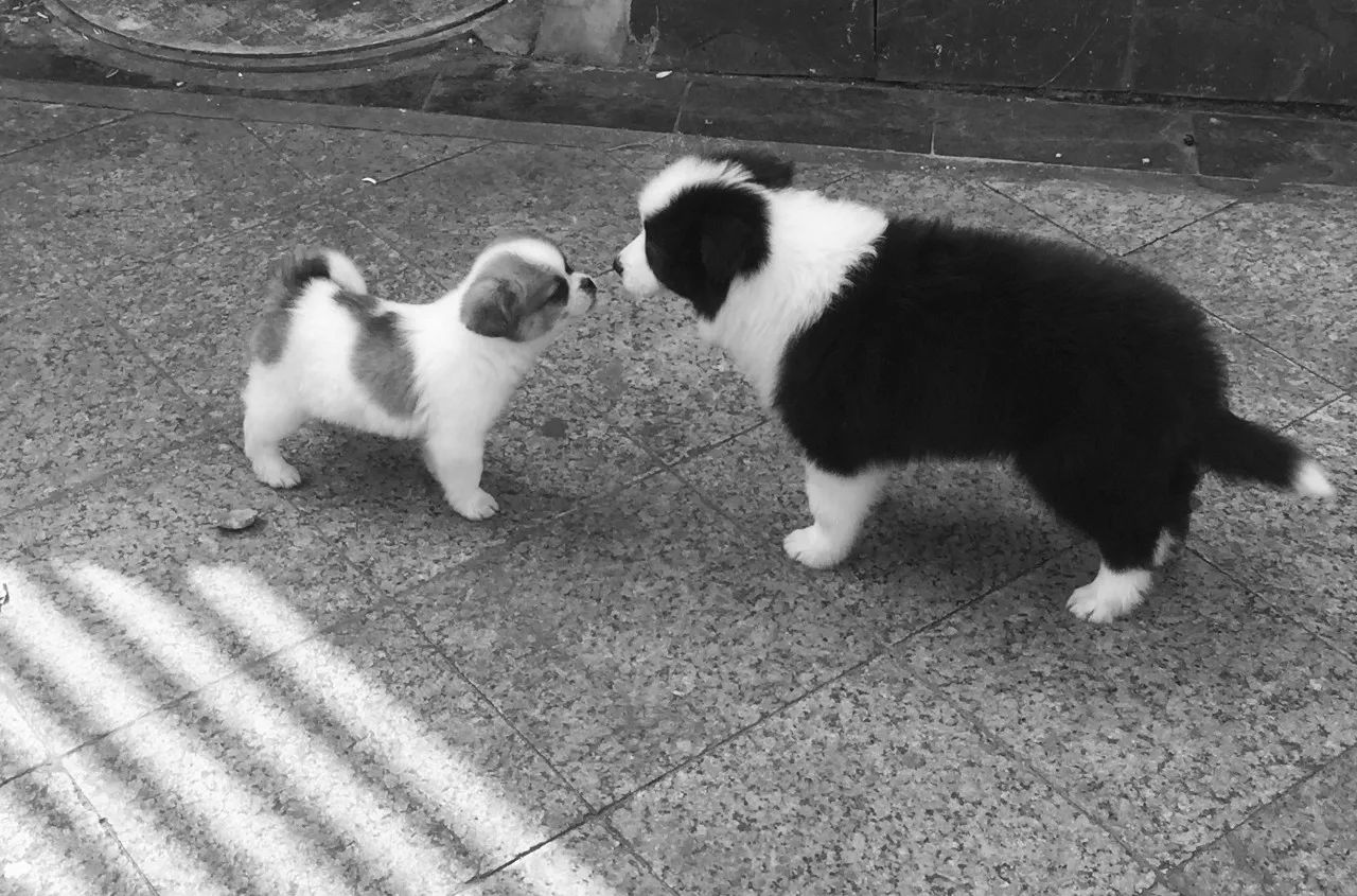 特别的萌给特别的你