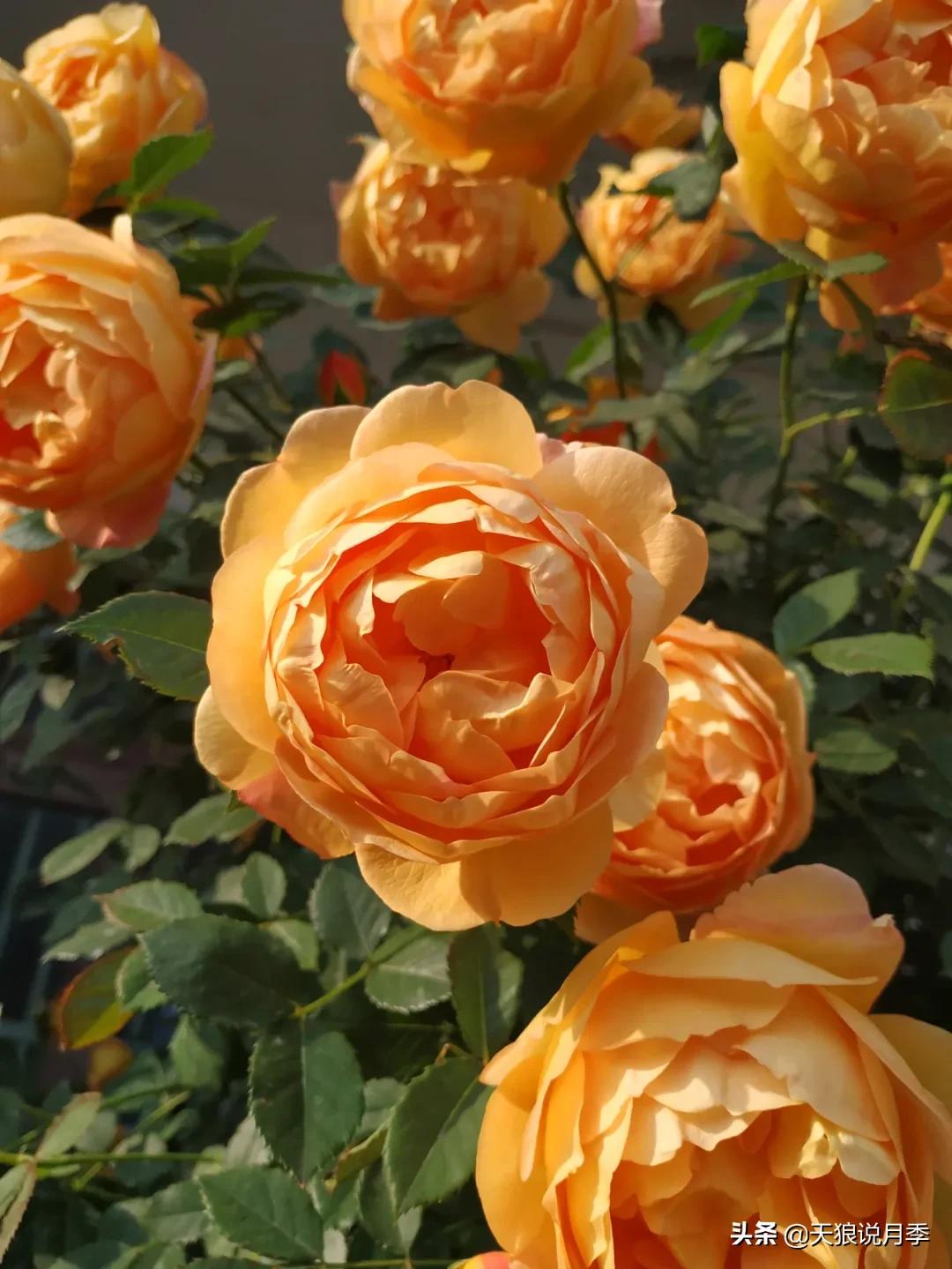 花友家的春花都开爆爆爆了，快来云赏花！（上）