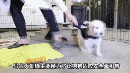 为什么导盲犬会受歧视,导盲犬被歧视合集