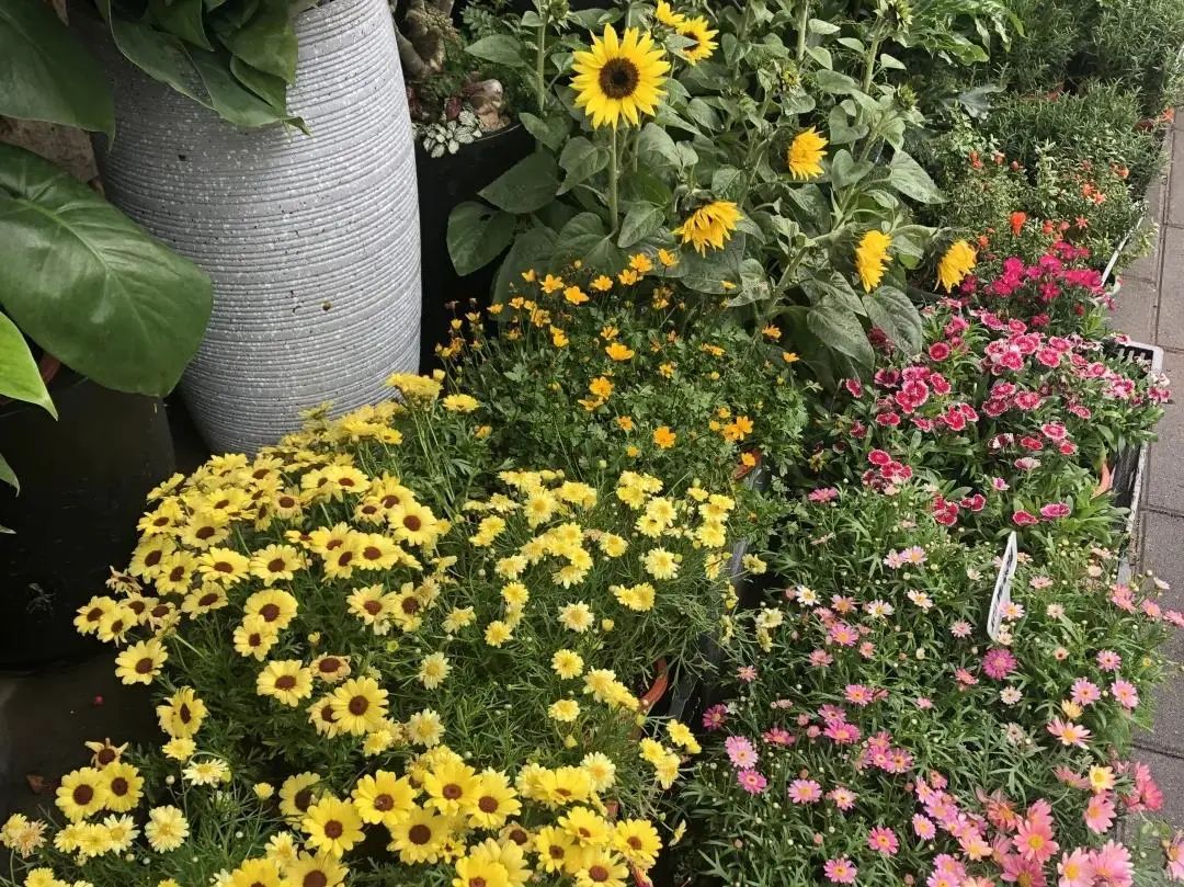 厦门藏匿着的美好,厦门是一座非常迷人的城市