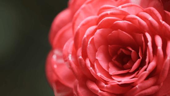 松下有哪些全幅变焦镜头,松下70-200f2.8