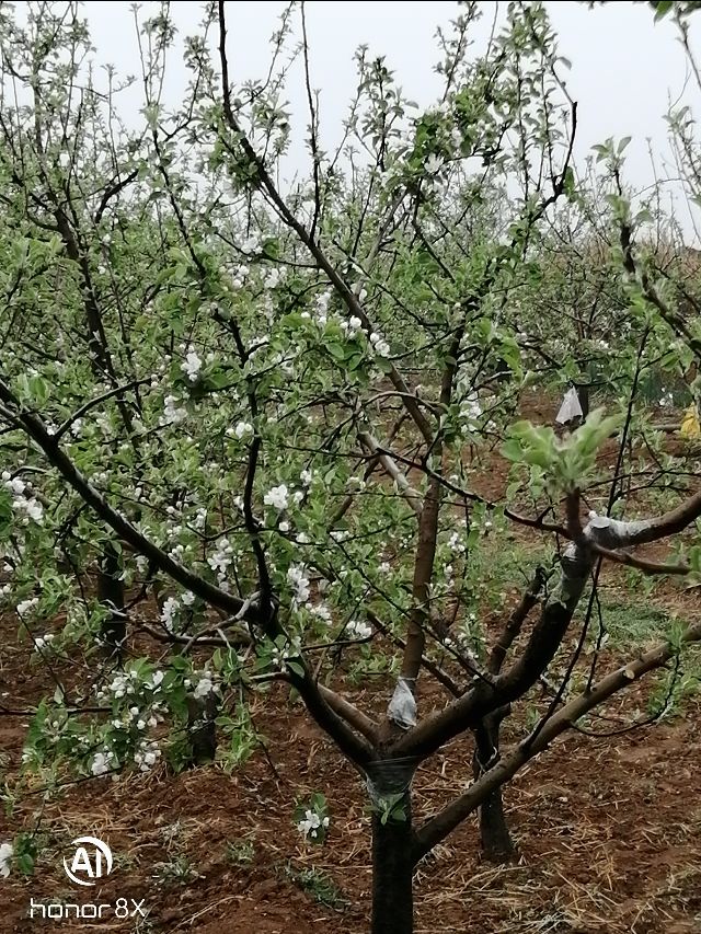 招远市老南乡风俗,招远老南乡习俗
