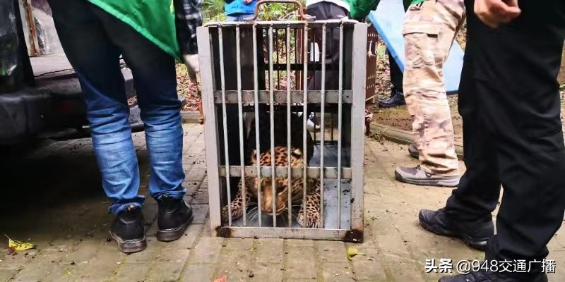 武汉动物园的金钱豹,金钱豹武汉动物园