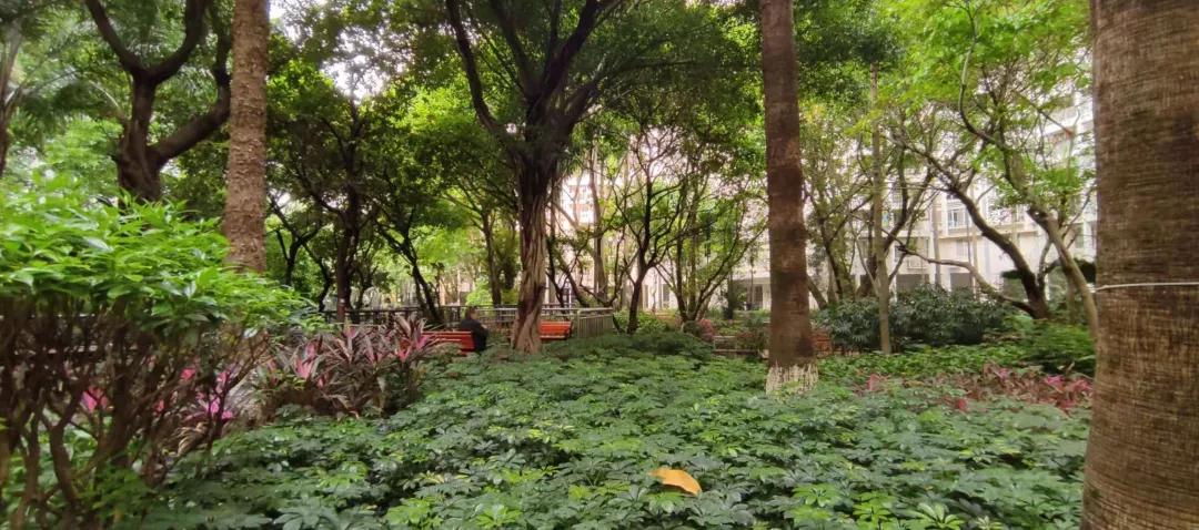 保利百合花园南区为啥便宜,海珠区保利红棉花园全景图