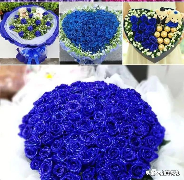 100种玫瑰高清,100种玫瑰花品种