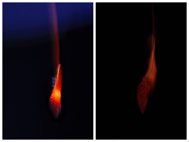 落叶怎么拍出高级感的视频人物,如何拍摄落叶效果最好